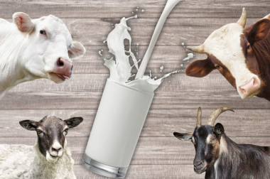 Prévision lait